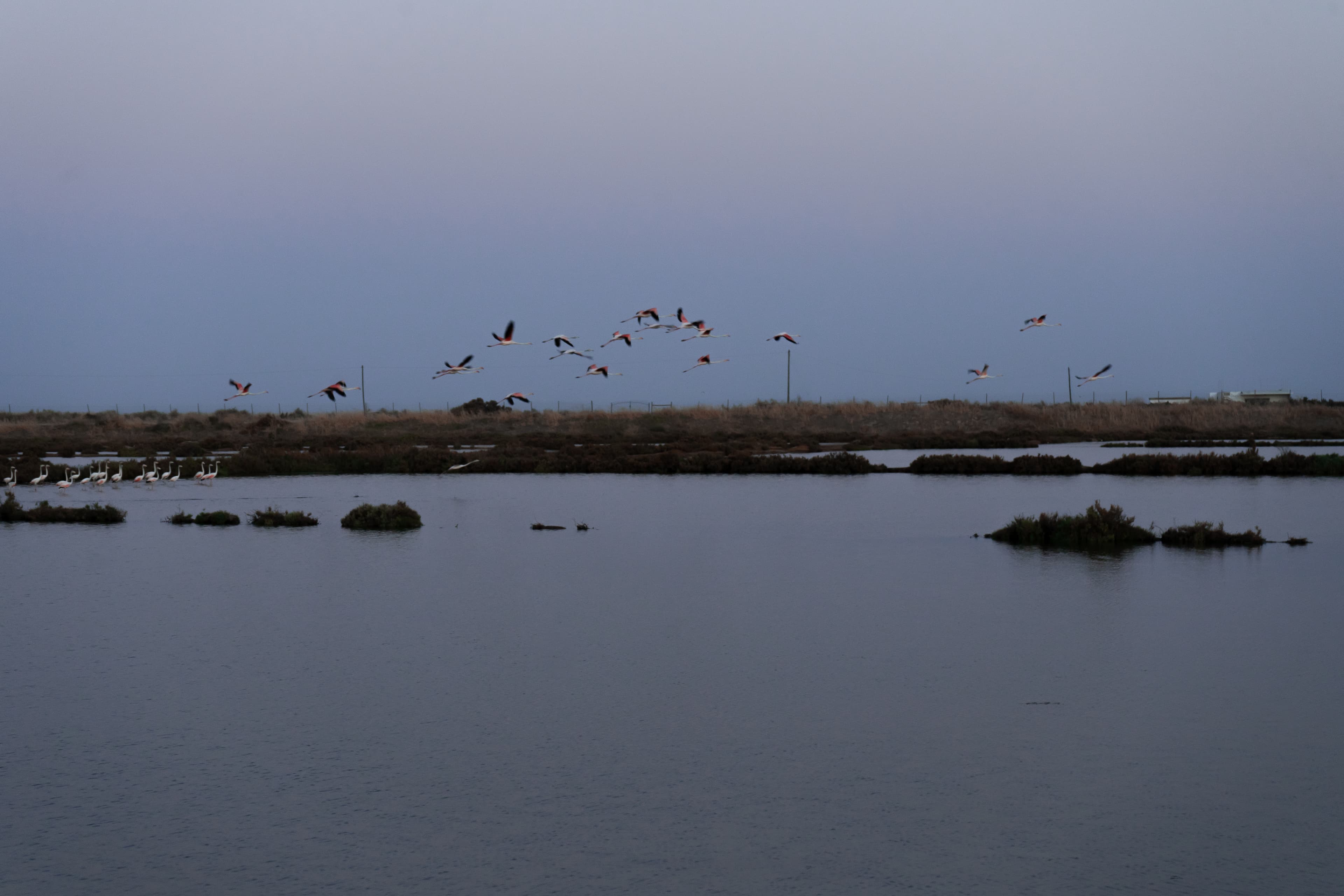 Flamingos in the Ria Formosa Natural Park in the Algarve